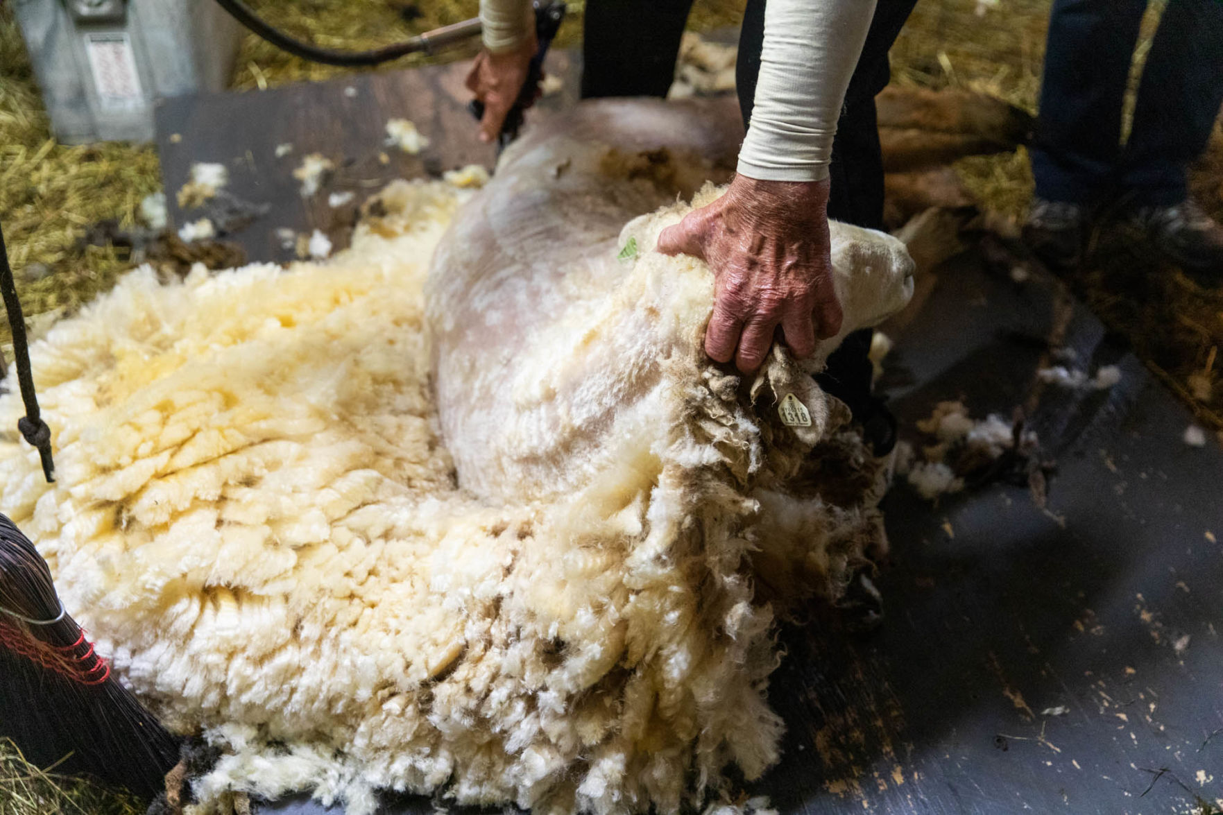 0929_wdj_sheepshearing_SS10.JPG